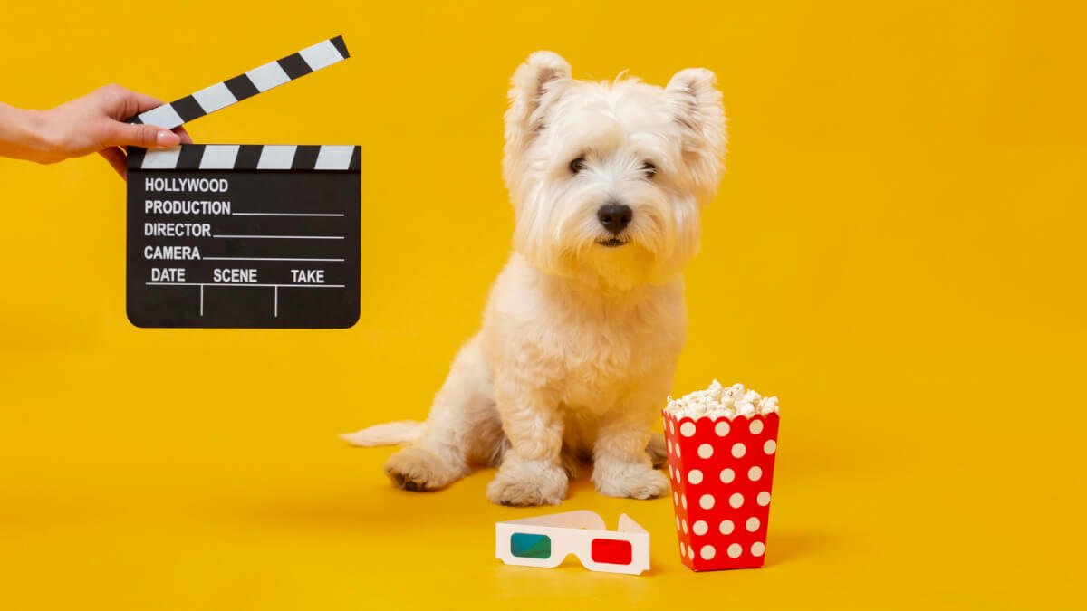 Topp 11 bästa filmerna för hundälskare