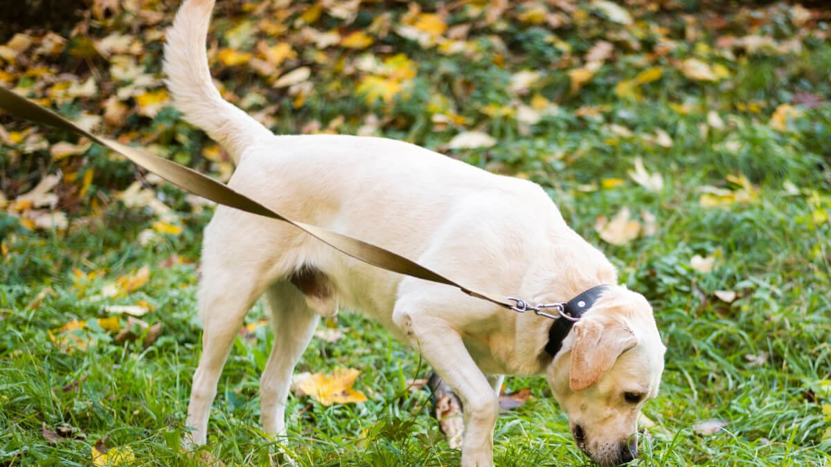 Hur man tränar en hund att gå snyggt i koppel